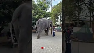 ഇക്കാ കുറച്ചുകൂടി എടുക്കട്ടെ&hellip;🥰🥰 I Kaveri Elephant Malappuram #aana #shorts #kaveri