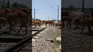 Cow Accident 😭😭 #shorts #youtubeshorts #railway #train #indianrailways #cow