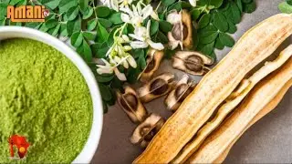 Moringa, la plante qui sauve des vies