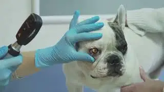 Pawsome Dog Facts You Didn't Know!