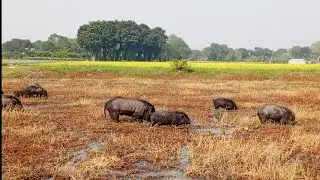 Amazing pig play in the mud off fermar in village.Animal life pet and pig in village bill the mud