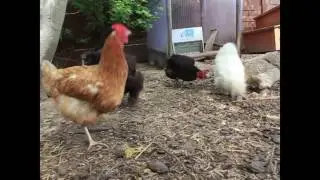 Jump Chicken JUMP