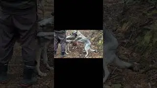 チェコスロバキアンウルフドッグとの山散歩
