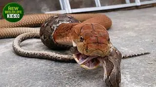 The Terrifying Moment When King Cobras And Other Venomous Snakes Devour Each Other | animal attacks