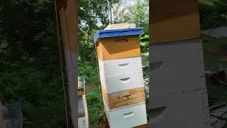 Quick & Dirty on the Demaree Method of Swarm Control for Honey Bees