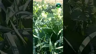 Vegetables Farming In Punjab 8 #youtubeshorts #shortsvideo #shorts #vegetablefarming