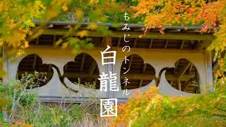 【京都苔と紅葉の隠れた名所】もみじのトンネルと白龍園|カンアオイの窓｜叡山電車｜苔（KYOTO , JAPAN)