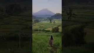 Bukit cinta Bali #bukitcinta #reels #reel #indonesia #bali #travel #ricefield #amazingview #mountain
