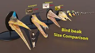 Bird beak Size Comparison  | 3D Animation #animation #animals