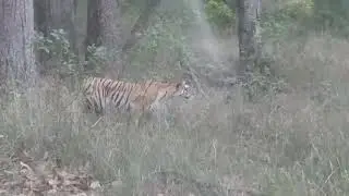🐯Tiger charge at deer in kanaha national park.#wildlife #kanha #shortsfeed #kanhatigerreserve#tiger
