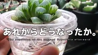 根腐れから復活させたハオルチアたちの現在と管理環境を包み隠さずお見せします！