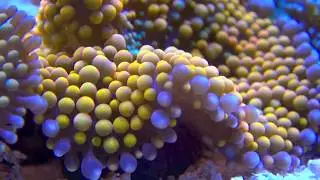Ricordea Mushrooms