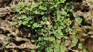 Grona triflora / උඳුපියලිය / හීන් උඳුපියලිය
