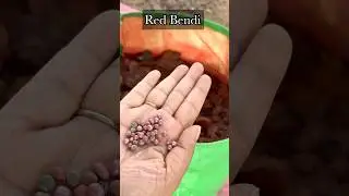 Tried growing red bendi from seeds#ytshorts#gardening#easyfarming#garden#farming101#naturalfarming