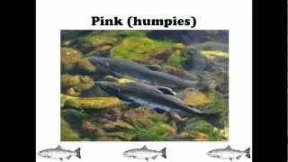 Salmon are Way Cool because...