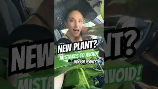 Indoor Plants: Mistakes to Avoid! #plantcare #planttips