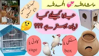 java birds k liye matki ya box/ cage ya colony best hai/ what is the best home 🏠 java birds
