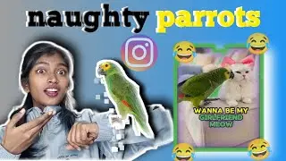 Naughty parrots 😱😂 || youtube reaction video|| funny video 