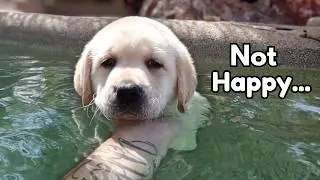 Labrador Puppy Swimming &ndash; Best Moments!