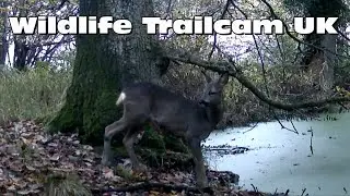 Roe deer says hello and hare boxes branch! Trail camera Thursday