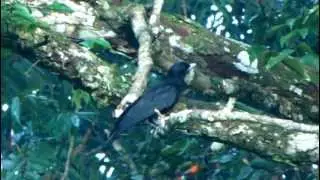 Purple-throated Fruitcrow  - Querula purpurata - cotingas