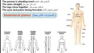 04- Anatomical Position- Intro Dr Ahmed Kamal شرح اناتومي للدكتور احمد كمال