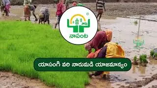 🌾వరి నారుమడిలో తప్పక పాటించాల్సిన సూచనలు !!