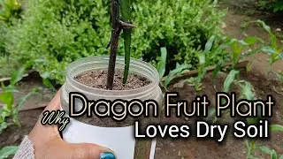 how to stake and water dragon fruit seedling for healthy growth | why they love dry soil