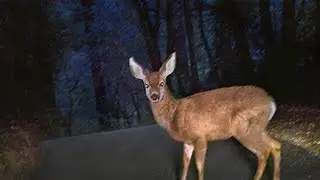Roadkill: It's What's for Dinner?! (The Point)
