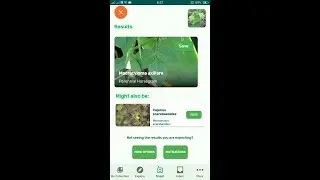 PlantSnap identifies a Perennial Horsegram (Macrotyloma axillare)