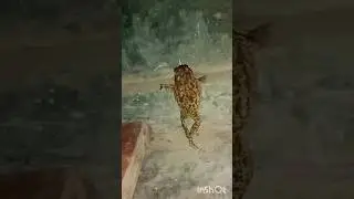 toad croak croak sound #toad #frog #nature #vlog #tending #yt #viralvideo #youtube #ytshorts #yt