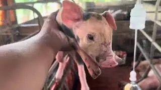 Công việc chăn heo hàng ngày thật là hiệu quả