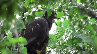 Bald Eagle First Flight!