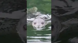 Adorable Harbor Seal AKA Water Puppy | Southeast Alaska #seal #alaska #wildlifeencounters #wildlife