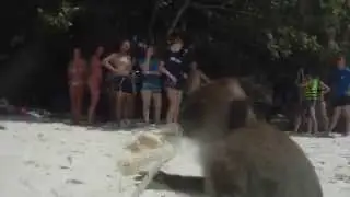 video Thai L