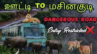 Ooty to Masinagudi bus travel |Tnstc ooty masinagudi Bus |Masinagudi to Ooty bus |ஊட்டி to மசினகுடி