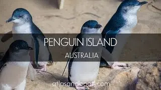 Penguin Island in Perth, Australia