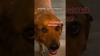 #suchasweetgirlzoey #Dogslover #viraldogs #funnydogmoments #sillydog #dogtalking #sillydoggo