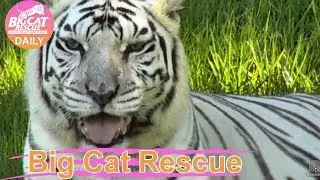 Big Cat Rescue~ Zabu Tiger Nearly Drowns 10.8.2017