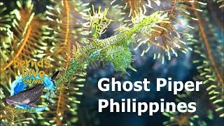 Ghost Piper - Diving in the Philippines - Liveaboard BB Bryan
