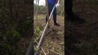 Digging  Manihot  (  Cassava  ) Do You Know This Plant? #satisfying #short