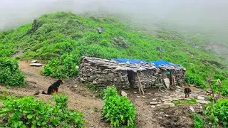 Himalayan Village Life | Rainy Day |Organic Shepheard Food Cooking | Nepali Village Life |