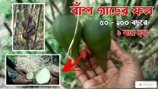 Bamboo Fruit | বাঁশ গাছের ফল | ৫০ - ১০০ বছরে এক বার হয়