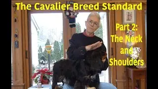 Breed Standard - Part 2: The Neck and Shoulders