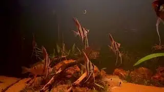 Update - S&uuml;damerika Aquarium - 6 junge Orinoco Altum eingezogen