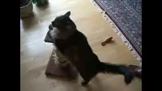 Maine coon Owen being funny