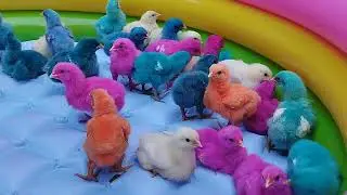 Colors Chicken Baby, Chicken sounds