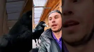 The laughing crow🤣💕 #crows #raven #funny #imitation #us