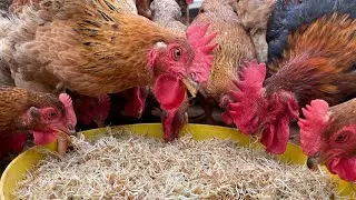How to grow sprouted rice as chicken feed at home#chickenfarming #chicken #chickenfarm #agriculture