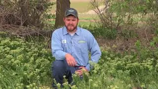 Whitetop - Idaho Weed Awareness Campaign